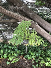 Pittosporum eugenioides