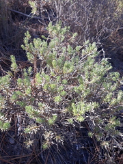 Thymelaea tartonraira