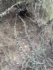 Eriophyllum confertiflorum