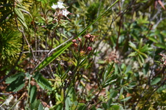 Kalmia microphylla occidentalis