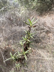 Diplacus aurantiacus