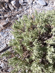 Thymelaea tartonraira