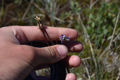Primula jeffreyi