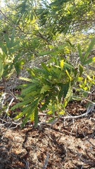 Lyonothamnus floribundus