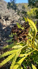 Lyonothamnus floribundus