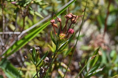 Kalmia microphylla occidentalis