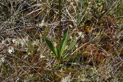 Primula jeffreyi