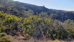Lyonothamnus floribundus