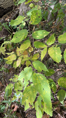 Celtis occidentalis