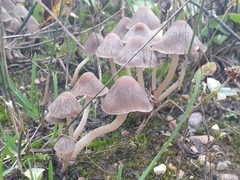Psathyrella longipes