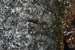 Limnoporus notabilis