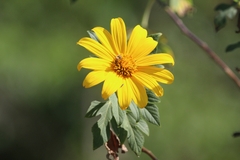 Tithonia diversifolia