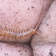 Lithobius forficatus