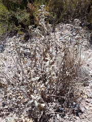 Mercurialis tomentosa
