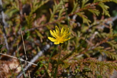 Microseris borealis