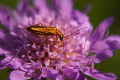 Oedemera podagrariae
