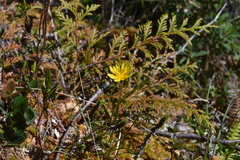 Microseris borealis