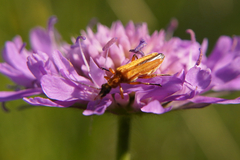 Oedemera podagrariae
