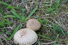 Macrolepiota