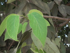 Ehretia corylifolia