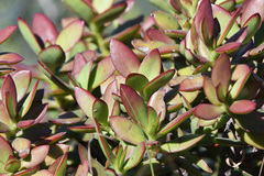 Crassula cultrata