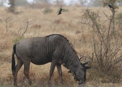 Connochaetes taurinus taurinus