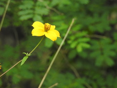 Sclerocarpus uniserialis