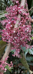 Urera baccifera