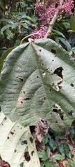 Urera baccifera