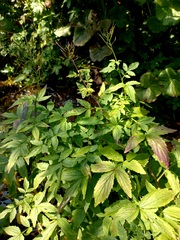 Cardamine macrophylla