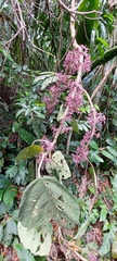 Urera baccifera