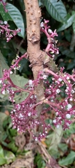 Urera baccifera