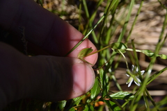 Stellaria humifusa
