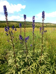 Delphinium retropilosum