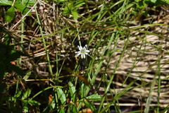 Stellaria humifusa