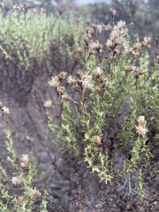 Ericameria ericoides