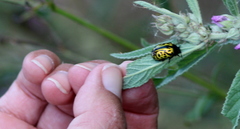 Calligrapha mexicana