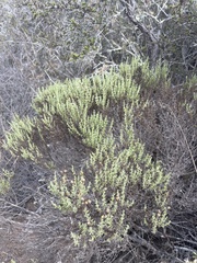 Ericameria ericoides