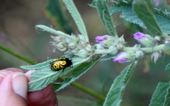Calligrapha mexicana