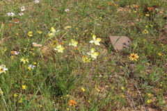 Cyanella alba flavescens