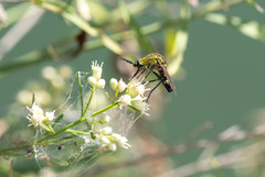 Lepidophora lepidocera