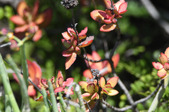 Crassula cultrata