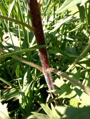 Delphinium retropilosum
