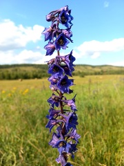 Delphinium retropilosum