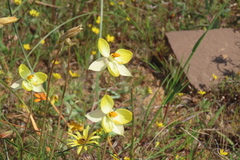 Cyanella alba flavescens