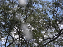 Leucaena leucocephala