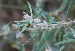 Calligrapha mexicana