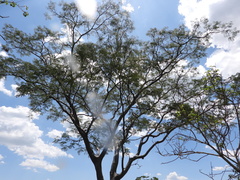 Leucaena leucocephala