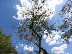 Leucaena leucocephala