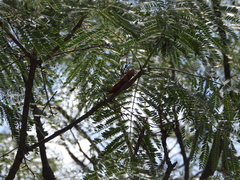 Leucaena leucocephala